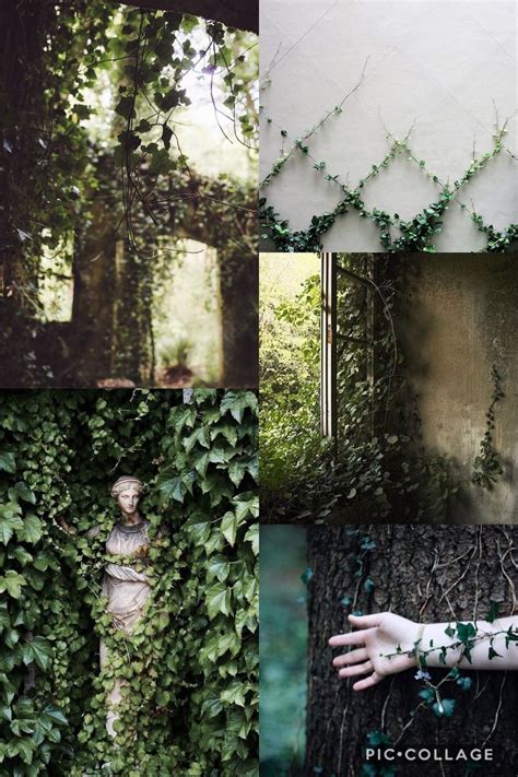 Vines aesthetic | Vines, Wallpaper, Aesthetic