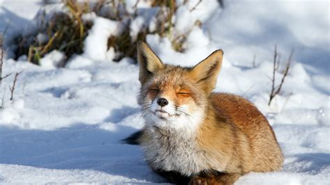 Fox in the Snow - Foxes Wallpaper (39057354) - Fanpop