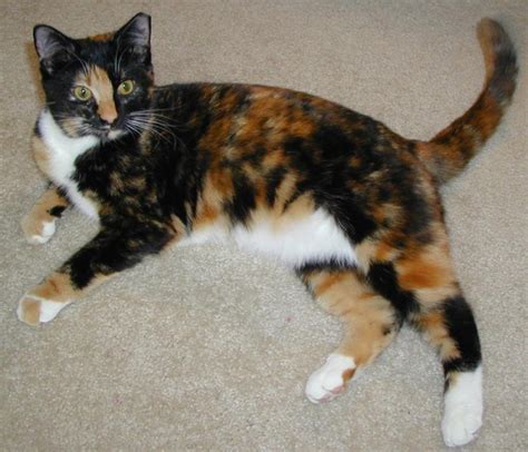 Calico Cat Breeds : Biological Science Picture Directory – Pulpbits.net