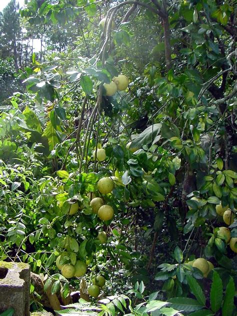 Grapefruit Tree Pictures, Information on Grapefruit Trees