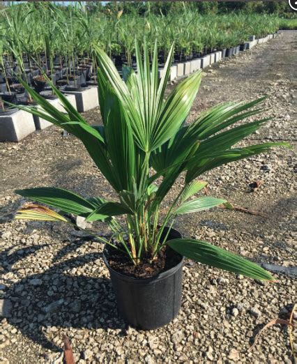 Chinese Fan Palm – Livistona chinensis - Smarty Plants Nursery