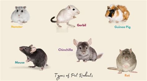 8 Types of Pet Rodents (That Will Melt Your Heart) - The Hamny