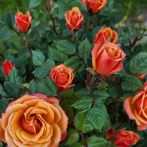 Miniature Roses Care - A Quick Guide - SONG OF ROSES