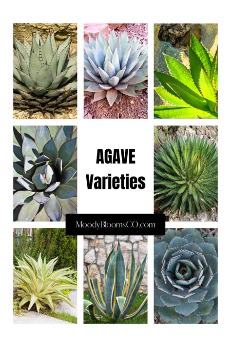 AGAVE Varieties | Agave plant, Xeriscape plants, Agave