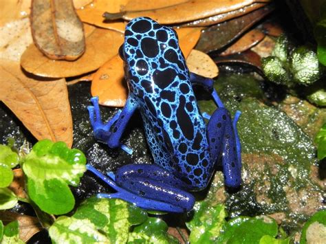 6 Colourful Frog Species: Facts About Attractive Amphibians - Owlcation