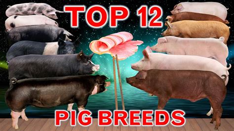 Pig Breeds