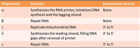 Eukaryote DNA Polymerases