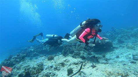 Honolulu Snorkeling tours Oahu Hawaii | Oahu hawaii, Snorkeling, Tours