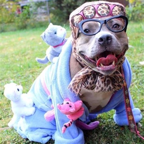 Pitbull Costumes, Diy Dog Costumes, Halloween Costume Contest, Cool Halloween Costumes, Dog ...