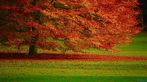 Autumn Trees Wallpapers - Wallpaper Cave