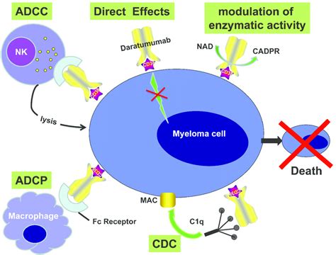 Monoclonal Antibodies Mechanism Of Action