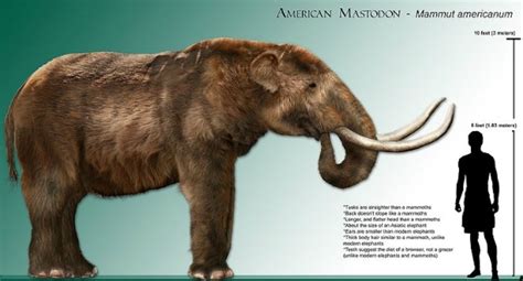 Mastodon Elephant Comparison