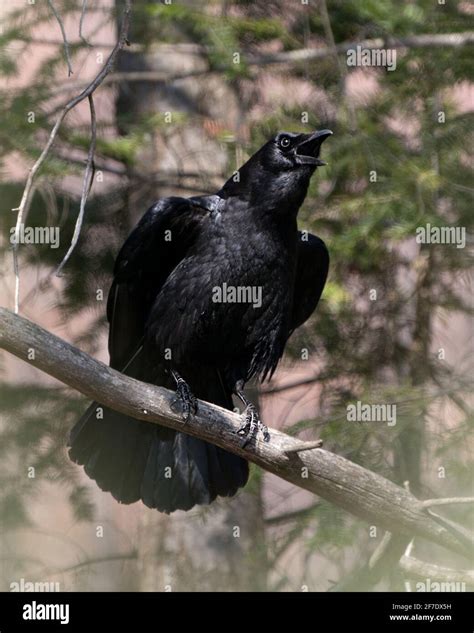 Raven habitat picture hi-res stock photography and images - Alamy