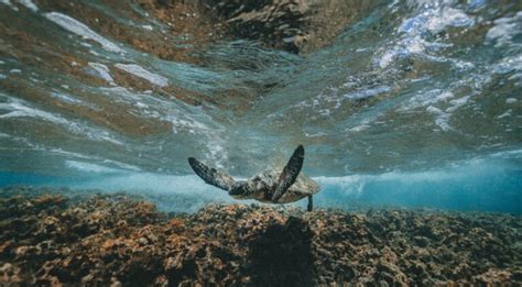 Best Snorkeling in Kauai - 10 Fantastic Spots - Just a Pack