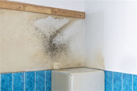 How To Treat Bathroom Mold Before Painting - Artcomcrea