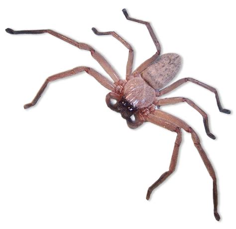 File:Huntsman spider.jpg - Wikipedia