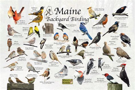 Birds of Maine Backyard Birding Identification Picture Print / Great Field Guide to Common State ...