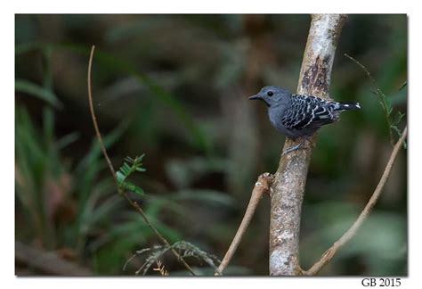 XINGU SCALE-BACKED ANTBIRD