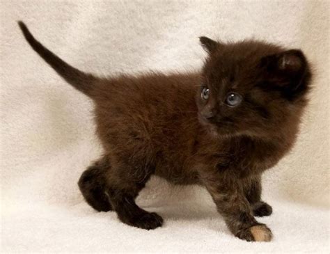 Rare Tortoiseshell Cat Born with Brown and Orange Fur Looking for a Home