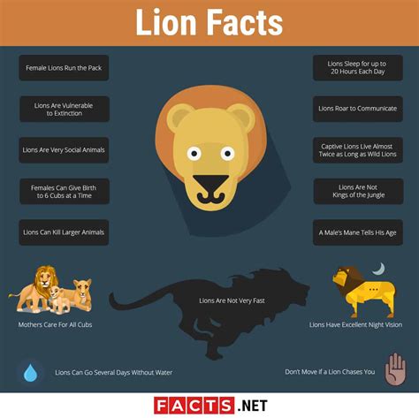 Top 15 Lion Facts - Types, Diet, Habitat & More | Facts.net