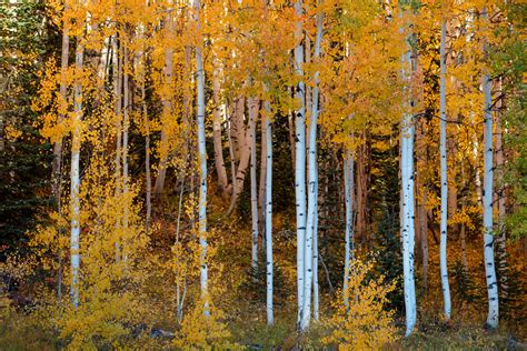 Morning Aspens : Crested Butte, Colorado : Fine Art Landscape ...