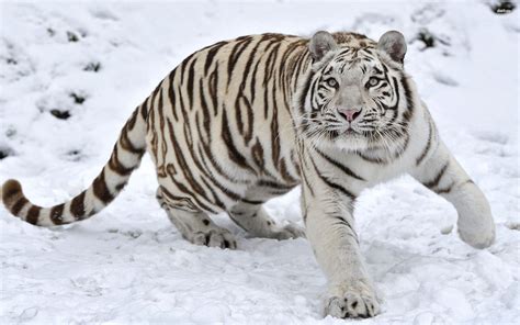 Tigre blanc | Snow tiger, White tiger, Pet tiger