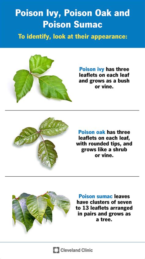 Poison Ivy Rash Treatment - What Does a Poison Ivy Rash Look Like?, poison ivy ...