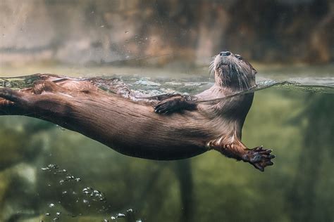 River Otter - South Carolina Aquarium