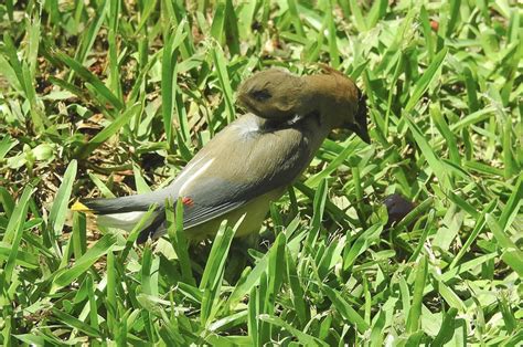 This Cedar Waxwing has 2 heads.