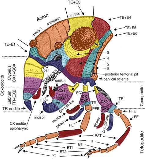 Insect Head Diagram