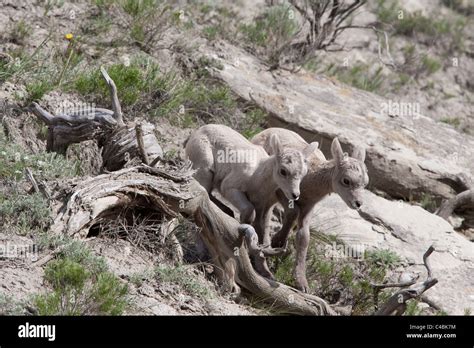 Two Bighorn Sheep Lambs Stock Photo - Alamy