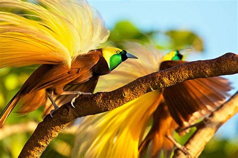 Burung cendrawasih berasal dari provinsi 2021