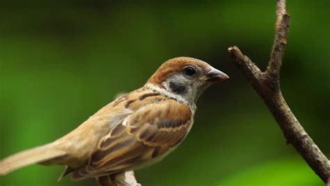 Philippine Maya Bird Eurasian Tree Sparrow Or Passer Montanus Perch On Tree Branch Stock Footage ...