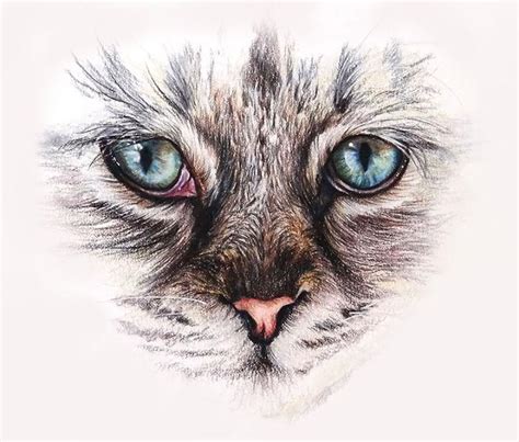 25 Easy Cat Eye Drawing Ideas - How to Draw a Cat Eye