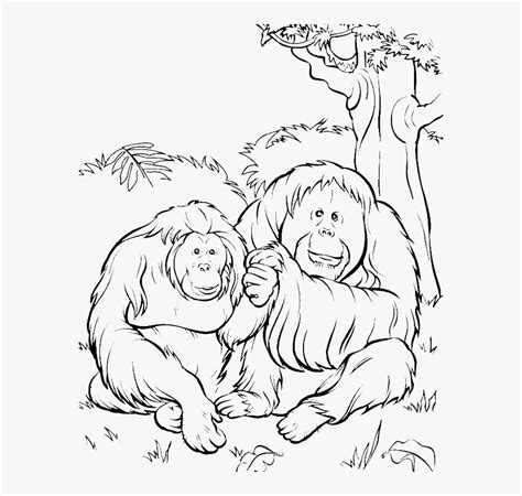 Orangutan , Png Download - Printable Orangutan Coloring Pages ...