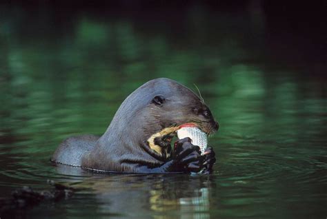 Giant otter postdoc opportunity - Tropical Biology & Conservation | ATBC