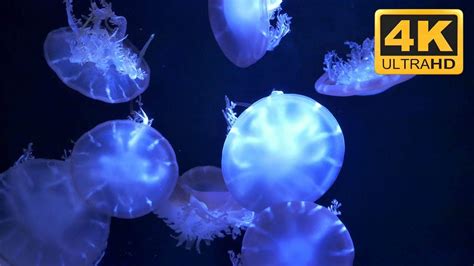 Relaxing Jellyfish Screensaver in 4K ⭐⭐⭐⭐⭐ - YouTube