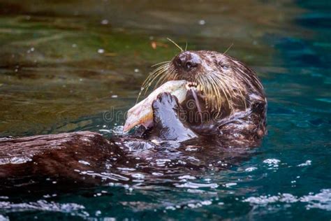 Sea Otter Feeding stock photo. Image of color, enhydra - 65353078