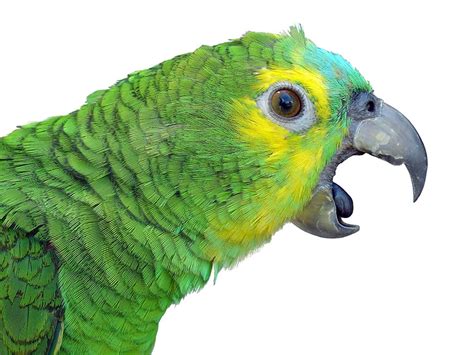 Parrot Behaviour | Parrot Behaviour | Parrots | Guide | Omlet UK