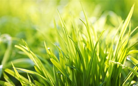 Download Green Nature Grass HD Wallpaper