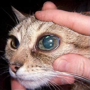 Cat Eye Infections & Other Feline Eye Problems | Dr. Bill's Pet Nutrition