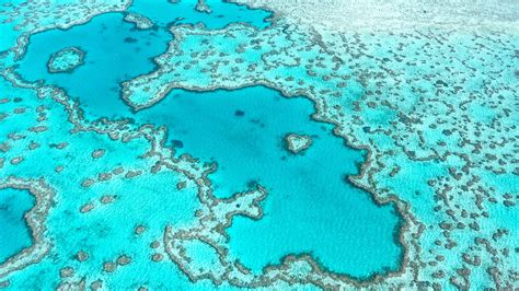 Australian scientists develop 'heat-resistant' coral to fight climate change-induced bleaching ...