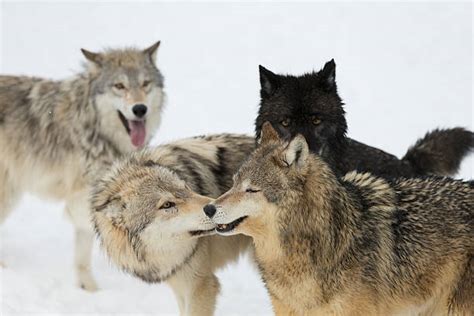 260+ Arctic Wolf Pack Stock Photos, Pictures & Royalty-Free Images - iStock