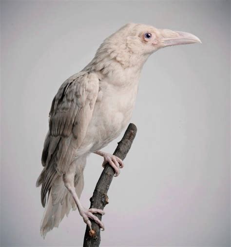 Leucistic Raven - Imgur | Albino animals, Animals, Animals beautiful