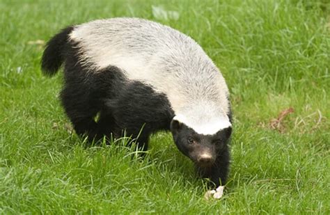 Honey Badger - Description, Habitat, Image, Diet, and Interesting Facts