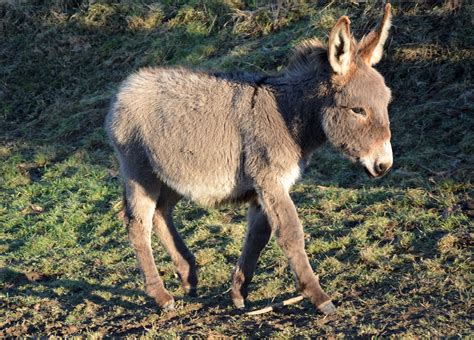 162 Cute and Funny Donkey Names - Animal Hype