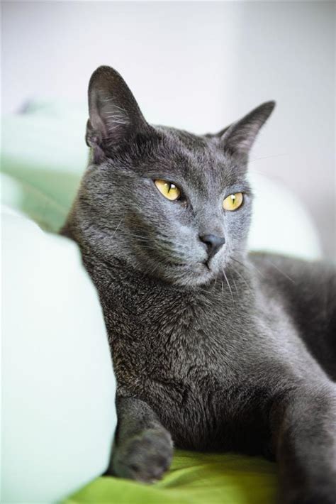 The Angel of Cuteness: Russian Blue Cat Personality - Cat Appy