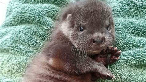 Baby otter rescued after being abandoned in Suffolk field - BBC News