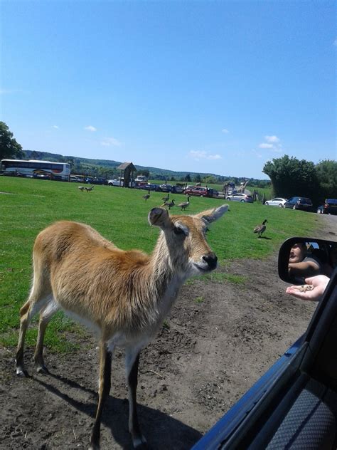 West Midlands Safari Park - Discover The Outdoors