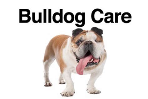 English Bulldog Care | Bulliepupsrus.com